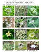 632_brazil_rubiaceae_of_ilha_grande.pdf 