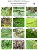Pastaza -- Orthoptera Comuns