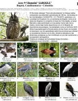 Cundinamarca -- Birds of Humedal Jaboque