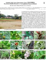 Chocó -- Bocas de Bebará - Medicinal Plants