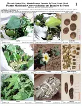 Ceará -- Juazeiro do Norte Medicinal Plants
