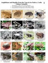 Tolima -- Amphibians & Reptiles of Vega de los Padres