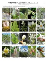671-brazil_callophyllaceae_of_bahia.pdf
