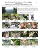 Napo -- Aves del Bosque Protector Colonso