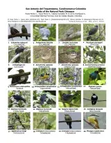 Cundinamarca -- Birds of Chicaque Natural Park