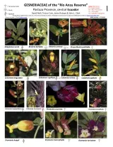  690_ecuador-rio_anzu_gesneriaceae.pdf 