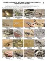 713_uzbekistan-amphibians_and_reptiles_uzbekistan.pdf