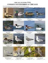 723_usa_winter_birds.pdf