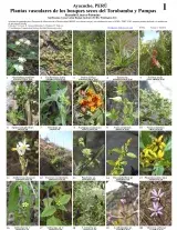 735_peru_plants_of_torobamba-pampas