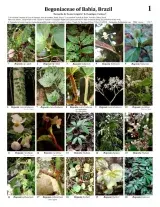 762_brazil_begoniaceae_of_bahia.pdf