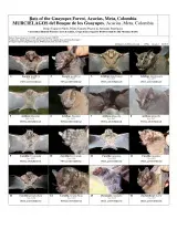 771_colombia_bats_of_guayupes_forest.pdf 