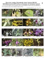 774-brazil-orchidaceae_morro_das_aranhas.pdf 