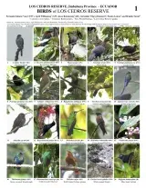 775_ecuador_birds_of_los_cedros_reserve.pdf 