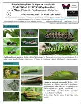 782_colombia-caterpillars_of_la_minga.pdf