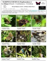 783_colombia-butterflies_of_la_minga.pdf 