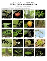 796_costa_rica-moraceae_de_la_peninsula_de_osa.pdf