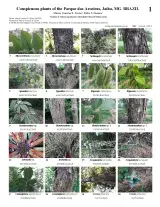 840_brazil_conspicuous_plants_aroeiras_park.pdf