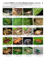 860_costa_rica_frogs_of_la_selva_station.pdf 