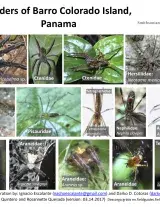 873_panama_spiders_of_barro_colorado.pdf 