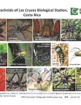 874_costa_rica_las_cruces_spiders.pdf