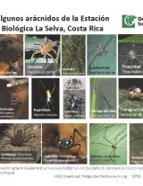 875_costa_rica_la_selva_spiders.pdf 
