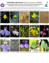 877_brazil_lentibulariaceae_of_rio_de_janeiro.pdf 