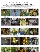  883_brasil_orchidaceae_do_zinco.pdf