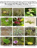 896_brazil_plants_of_acarai_park_sta_catarina.pdf 