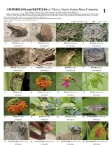  909_colombia_amphibians_and_reptiles_of_tillava.pdf