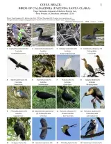 916_brasil_birds_of_caldazinha.pdf 