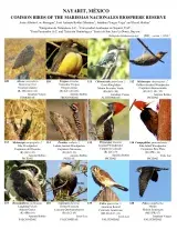 921_mexico_common_birds_of_marismas_nacionales.pdf