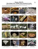 929_brazil_macrofungi_of_botanical_garden_adolpho_ducke.pdf