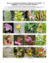 958_ecuador_orchids_of_the_pululahua_geobotanical_reserve.pdf 