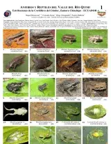  983_ecuador_amphibians_reptiles_of_quimi_river.pdf 