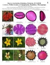 987_ecuador_common_pollen_plants.pdf