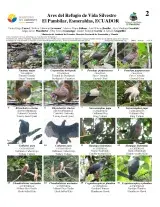 992_ecuador_birds_of_el_pambilar.pdf