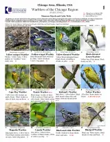 999_usa_warblers_of_the_chicago_region.pdf 