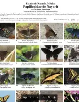 Papilionidae of Nayarit