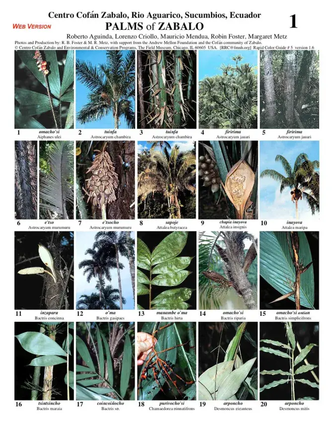 Sucumbíos -- Zabalo Cofán Palms | Field Guides
