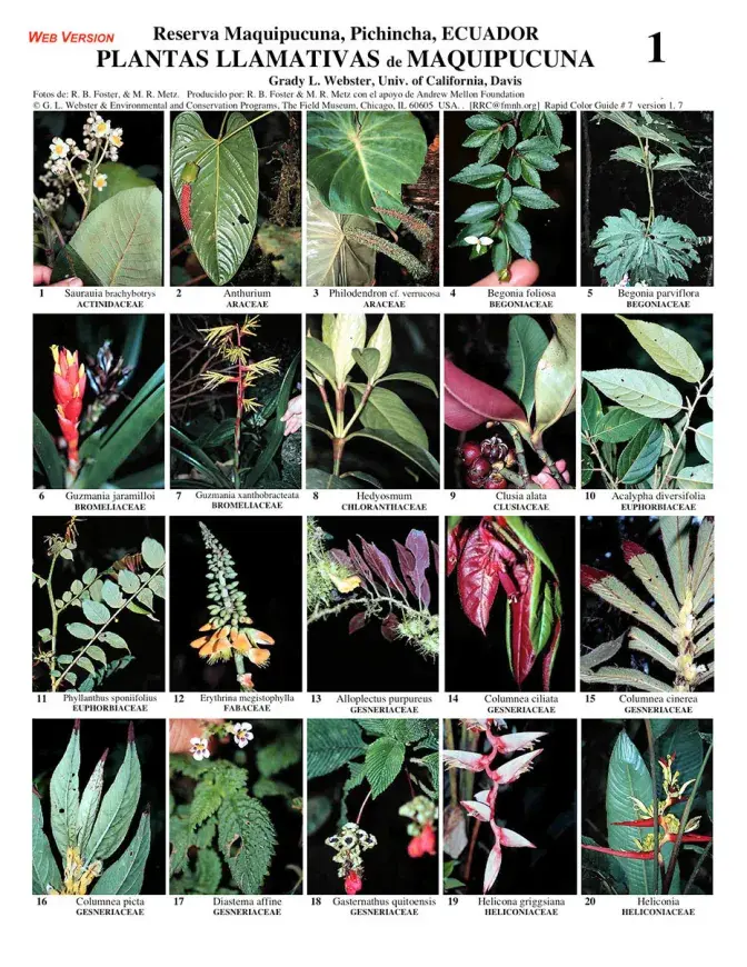Pichincha -- Maquipucuna Conspicuous Plants