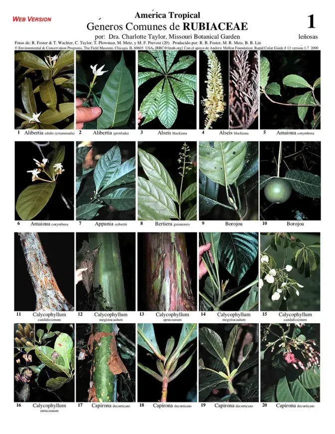 Gêneros Comuns de Rubiaceae