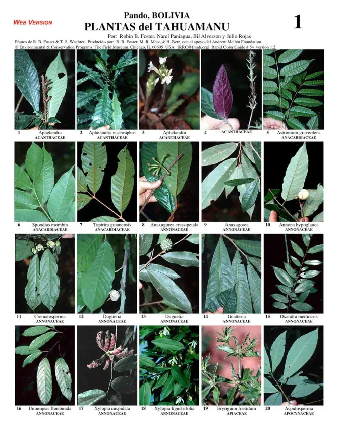 Pando -- Tahuamanu Plants