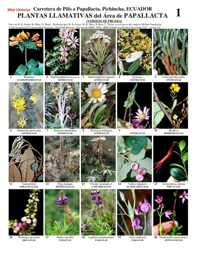 Pichincha Napo -- Papallacta Conspicuous Plants
