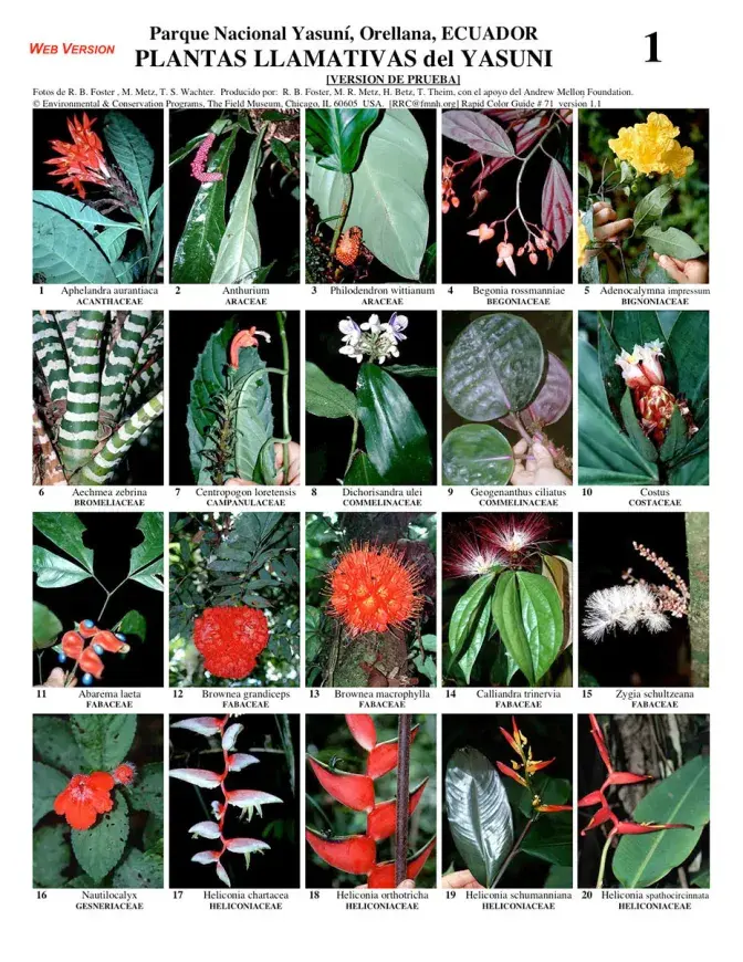 Plantas conspícuas de Orellana -- Yasuní