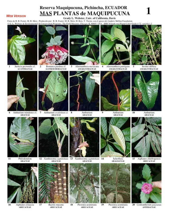 Pichincha -- Maquipucuna More Plants