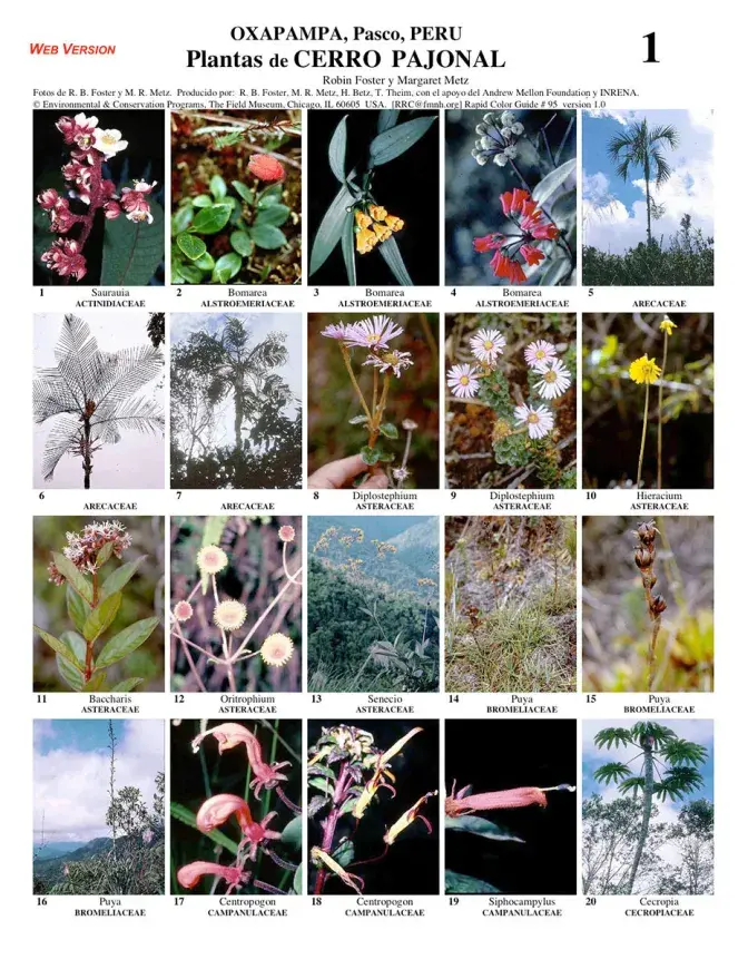 Pasco -- Yanachaga, Cerro Pajonal Common Plants