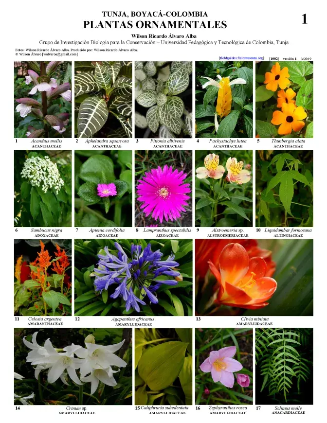 1002_colombia_ornamental_plants_of_tunja.pdf