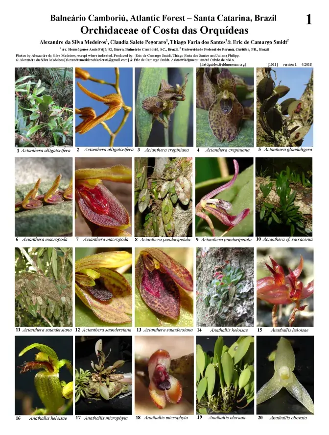 1011_brazil_orchidaceae_of_costa_das_orquideas.pdf