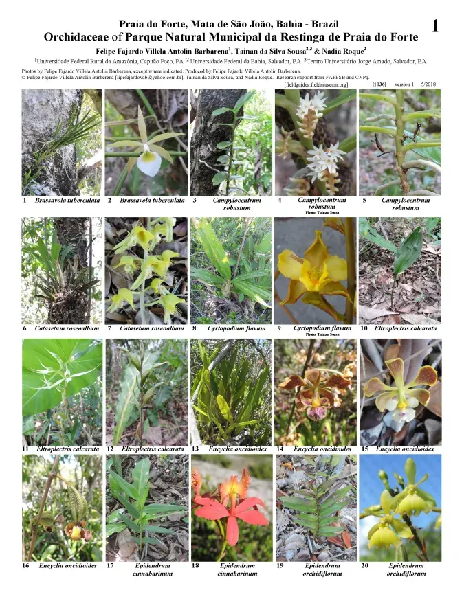 1036_brazil_orchidaceae_of_praia_do_forte.pdf 