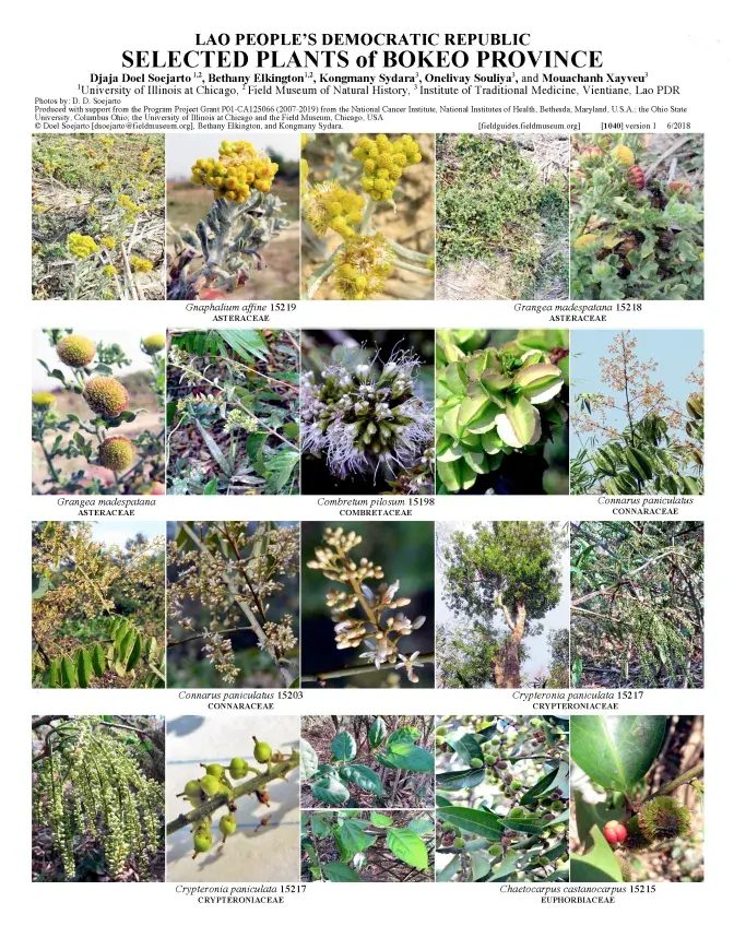 1040_lao_plants_of_bokeo_province.pdf 